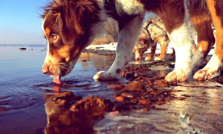 ¿Puede el agua de mar o de lluvia enfermar a los perros?