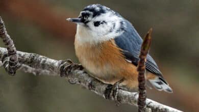 Birds can show color variations for different reasons. This Red-breasted Nuthatch has a condition called leucism. Photo by Anne Elliott via Birdshare.