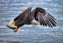Después de 35 años de esfuerzos de restauración, las águilas calvas de Vermont ya no figuran como en peligro de extinción |  Mensajes inteligentes