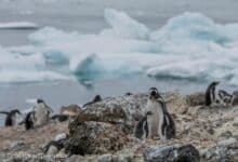 Nuevas colonias de pingüinos antárticos descubiertas más al sur de lo normal |  Mensajes inteligentes