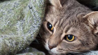 Avances de la medicina veterinaria en el tratamiento de la peritonitis infecciosa felina (PIF) en gatos