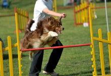 Canine Agility - el deporte que mantiene a nuestros perros sanos y estimulados