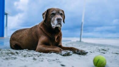 Discospondilitis en perros: síntomas, causas y tratamiento