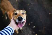 Distanciamiento social con mascotas |  Voz veterinaria