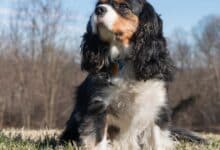 Espironolactona para mascotas: usos e información de seguridad