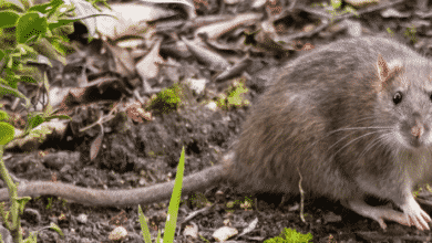 Las ratas son culpadas de propagar la leptospirosis en perros en Sydney