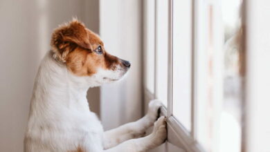 Opciones de alojamiento para mascotas para dueños que van a un refugio de animales
