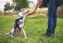 Rehabilitación de Galgos Jubilados |  Voz veterinaria