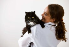 Seguro de mascotas explicado |  Voz veterinaria