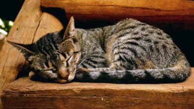 Tumores de vejiga en gatos: síntomas y opciones de tratamiento