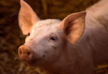 Una actualización sobre la peste porcina africana