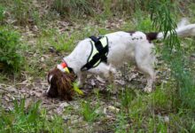 Veterinarios investigan el uso de perros rastreadores para detectar el COVID-19