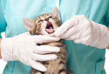 ¿Qué sucede durante un procedimiento dental para mascotas?