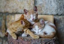 Alergia a las pulgas en gatos: síntomas y tratamiento