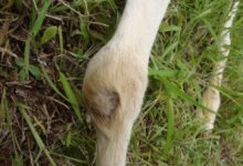 Artritis-encefalitis caprina en cabras