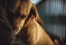 Cáncer en Mascotas |  Voz veterinaria