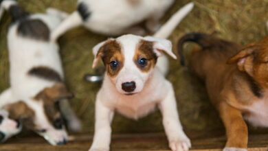 Información sobre el proceso de toma de decisiones de los posibles dueños de perros