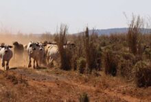 La sequía y la comunidad veterinaria en Australia