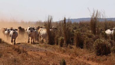 La sequía y la comunidad veterinaria en Australia