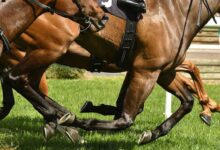 "Lazos de lengua" y su uso en las carreras de caballos