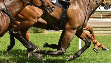 "Lazos de lengua" y su uso en las carreras de caballos