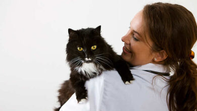 Mantenga a su gato tranquilo durante una visita al veterinario