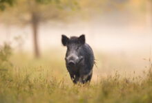 Medidas drásticas para detener la propagación de la peste porcina africana en Europa
