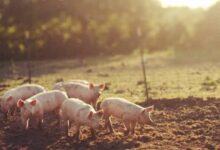 Peste porcina africana: ¿importa para Australia?