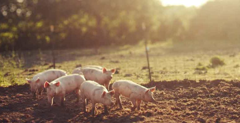 Peste porcina africana: ¿importa para Australia?