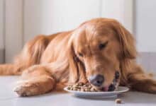 Posible relación entre la dieta y la miocardiopatia dilatada en perros
