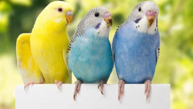 ejercitando tu ave favorita |  Voz veterinaria