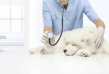¿Por qué los consumidores piensan que los servicios veterinarios son caros?