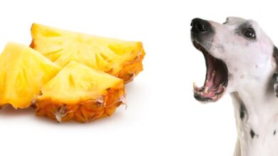 comer piña-gps para perros