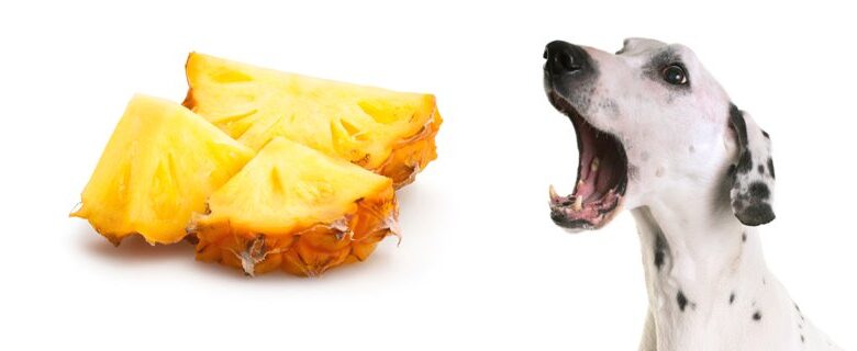 comer piña-gps para perros