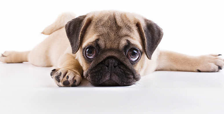 AVA dejará de usar razas de perros braquicéfalos en sus anuncios