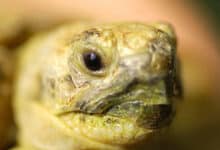 Investigación de tortugas en la Universidad James Cook