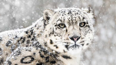 ¿Por qué el leopardo de las nieves ya no está en peligro de extinción?