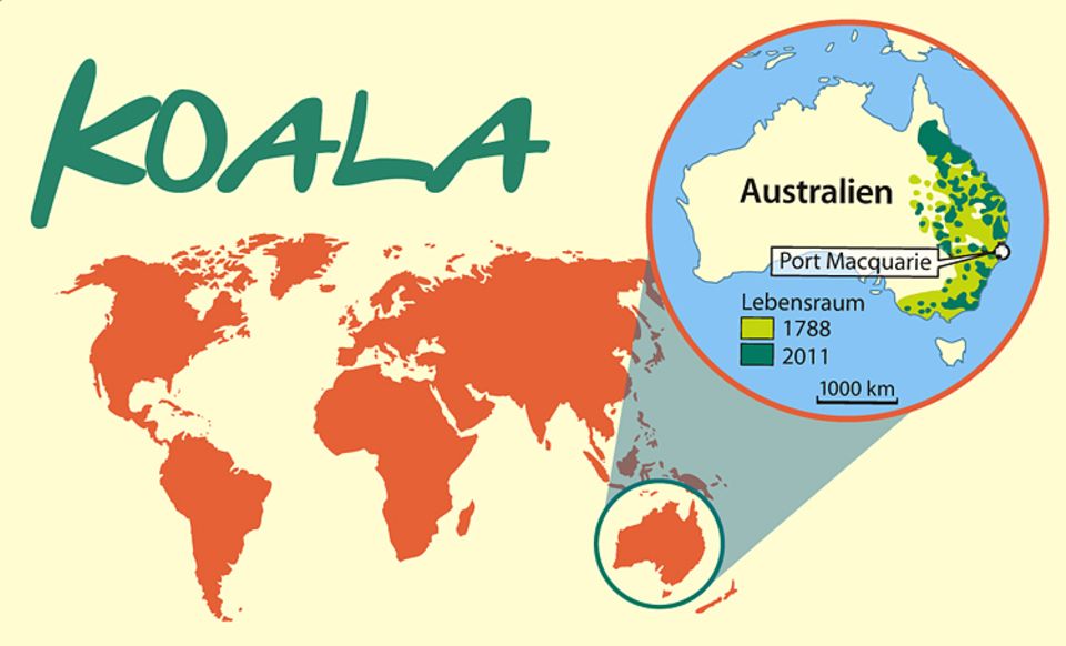 Enciclopedia de animales: los koalas viven en la costa este de Australia
