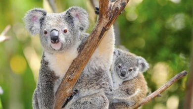 Koala: perfil animal en la enciclopedia de animales para niños