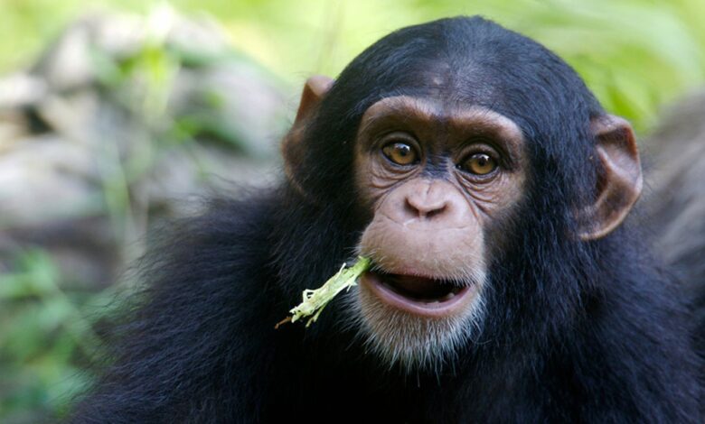 Chimpancé: perfil en la enciclopedia animal - [GEOLINO]