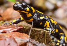Salamandra común: Información en la enciclopedia de animales - [GEOLINO]