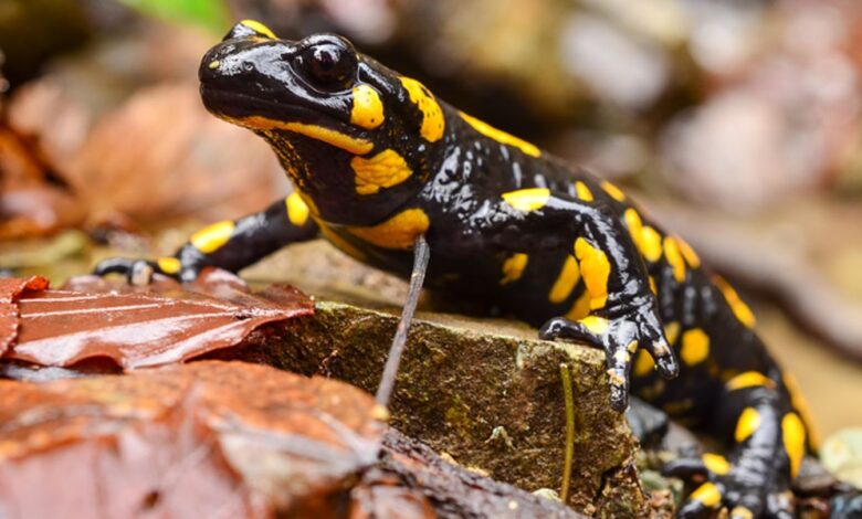 Salamandra común: Información en la enciclopedia de animales - [GEOLINO]