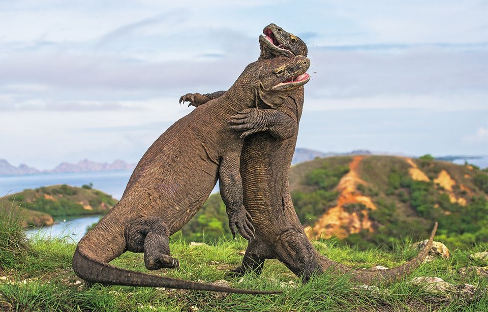 Dragones de Komodo luchando sobre las patas traseras