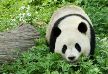 Oso panda: información en la enciclopedia de animales - [GEOLINO]