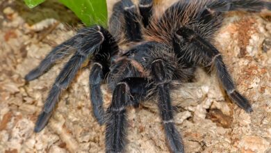 Tarántula: La araña en la enciclopedia animal