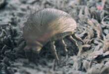 Ácaros: información sobre los ácaros del polvo doméstico - [GEOLINO]