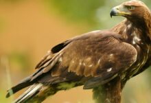 Águila real: Información en la enciclopedia de animales - [GEOLINO]