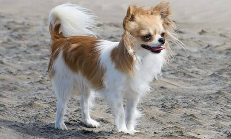 Chihuahua: Información sobre el perro en el diccionario de animales