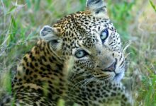 Leopardo: el gato grande en la enciclopedia de animales